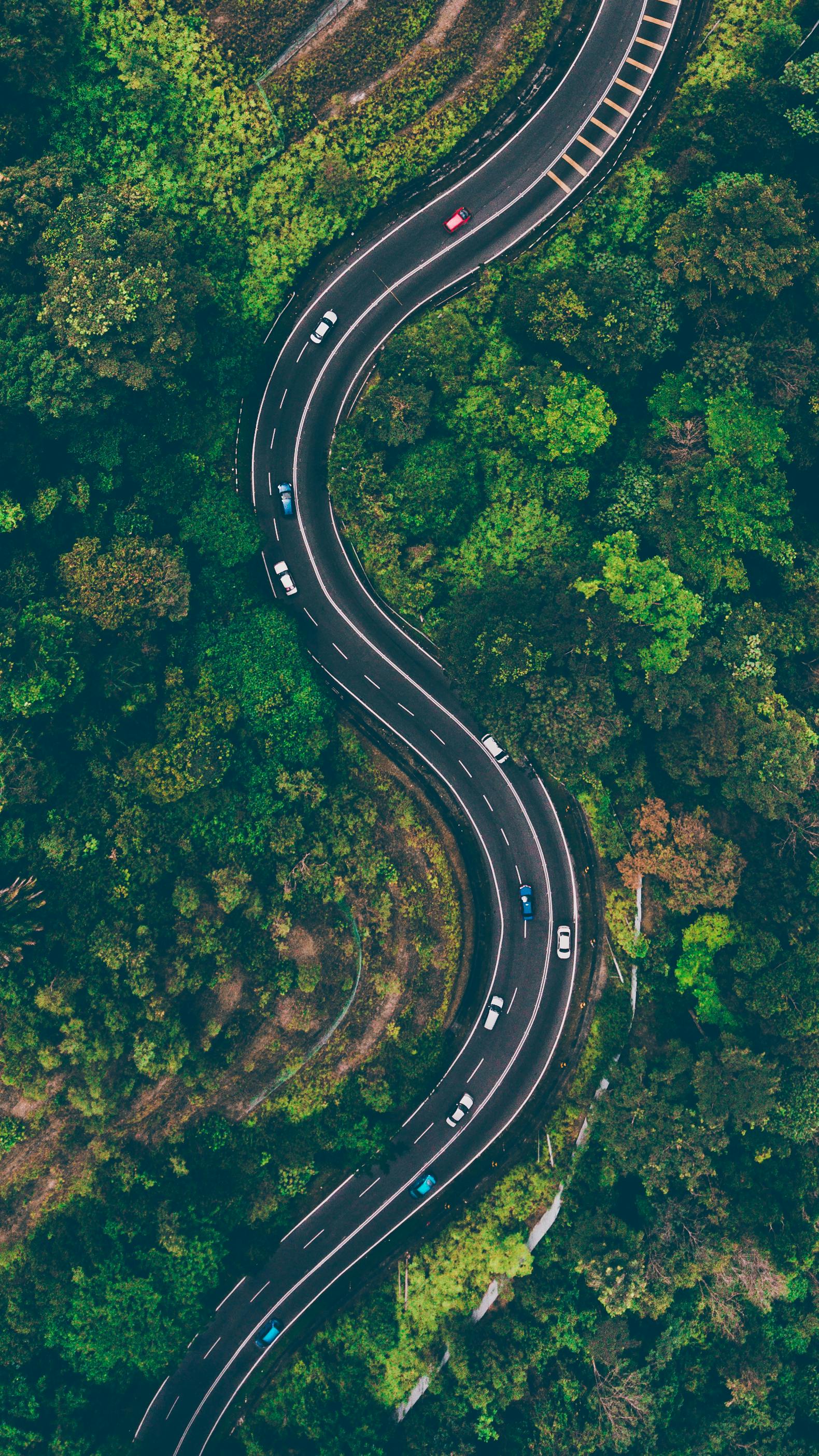 Wood, curvy street with cars